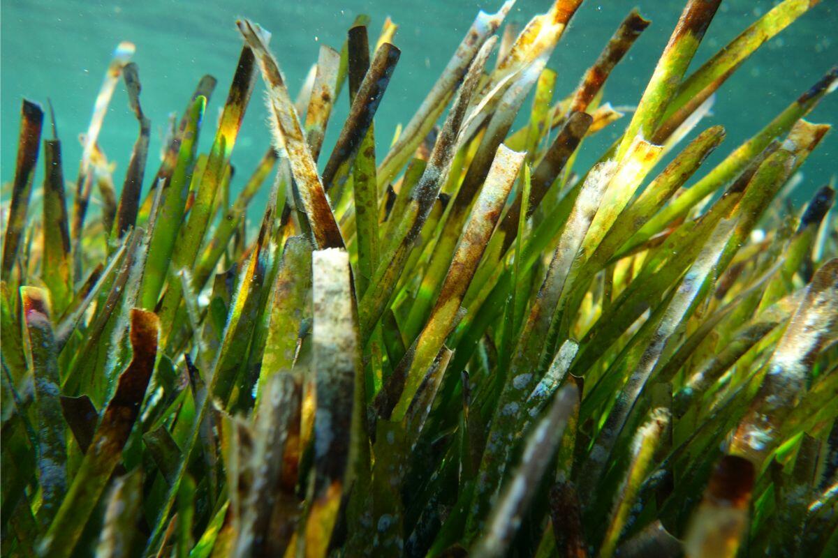 Posidonia oceanica, the seagrass meadow found in the waters around Ibiza and Formentera. It supports marine life, helps maintain the clarity of the sea and plays an important role in protecting the coastline.