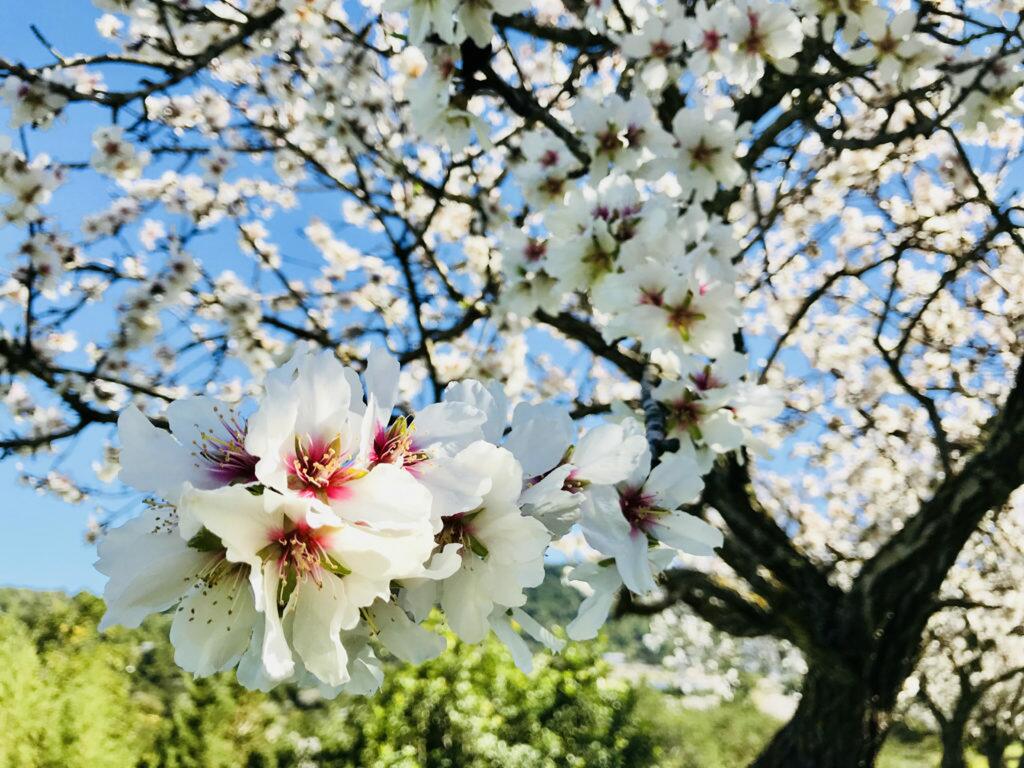 San Agnes Ibiza almonds